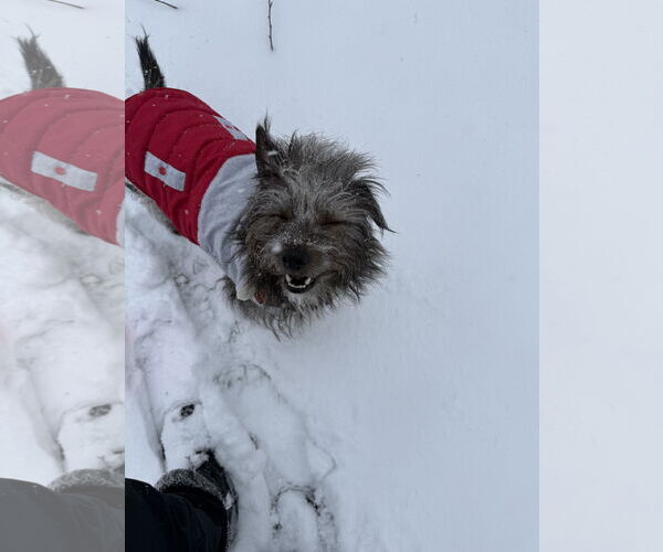 Medium Photo #3 Cairn Terrier-Unknown Mix Puppy For Sale in Clarkston, MI, USA