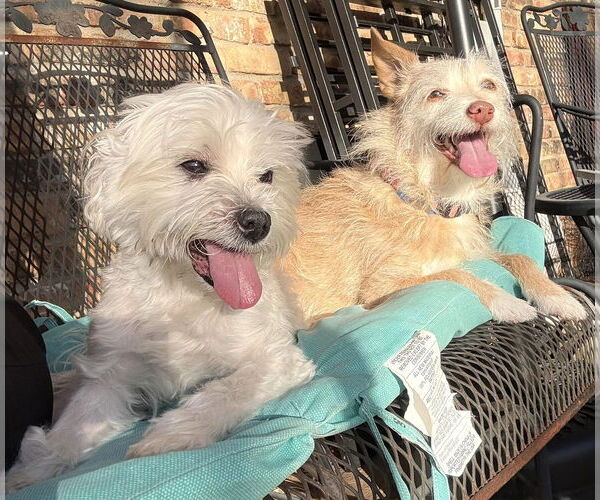 Medium Photo #14 Maltese Puppy For Sale in Boonton, NJ, USA