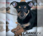 Small #7 Dachshund-Miniature Schnauzer Mix