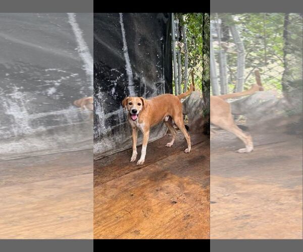 Medium Photo #1 Mutt Puppy For Sale in Shillington, PA, USA