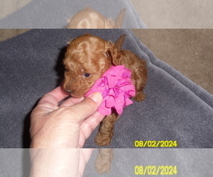 Poodle (Toy) Puppy for sale in DULUTH, GA, USA