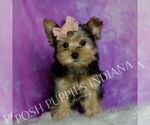 Small #2 Yorkshire Terrier