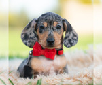 Puppy Winston AKC Dachshund