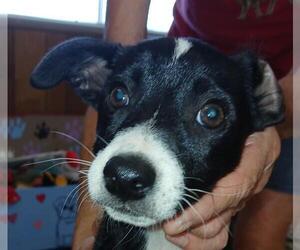 Miniature Pinscher-Unknown Mix Dogs for adoption in Lodi, CA, USA