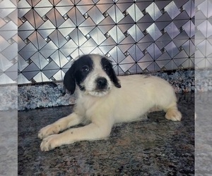 Jack-A-Poo Puppy for sale in GOSHEN, IN, USA