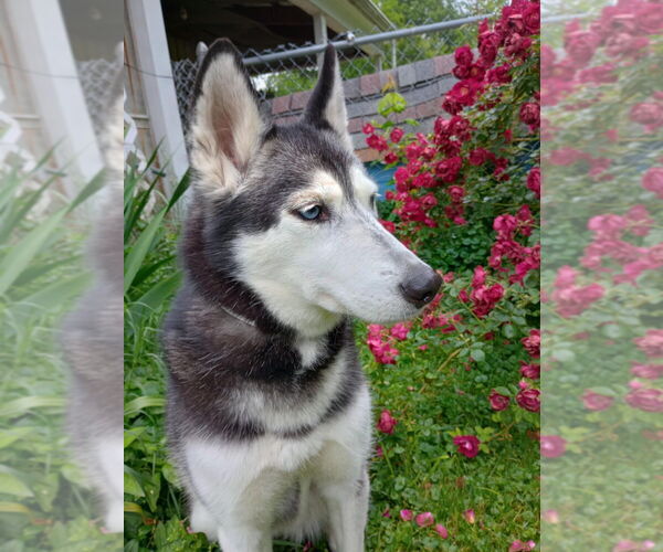 Medium Photo #4 - Mix Puppy For Sale in Aurora, IN, USA