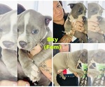 Small Photo #17 American Bully Puppy For Sale in DRY FORK, VA, USA