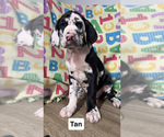 Puppy Tan Great Dane