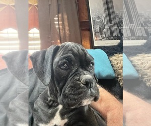 Boxer Puppy for sale in HINSDALE, MA, USA