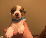 Small Photo #7 Australian Shepherd-Boxer Mix Puppy For Sale in LOUISVILLE, KY, USA