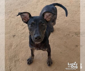 Ranger - Male Labrador Retriever-Unknown Mix Dog for Adoption - Photo #5
