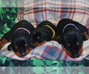 Doberman Pinscher Puppy for sale in CHINA GROVE, NC, USA