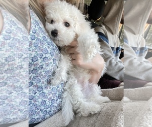 Bichon Frise Puppy for sale in HOLLY SPRINGS, NC, USA
