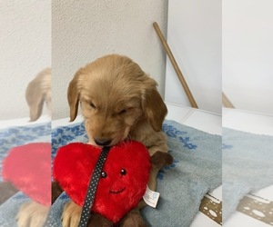 Golden Retriever Puppy for sale in HILBERT, WI, USA