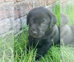 Small Photo #5 Labrador Retriever Puppy For Sale in AUBURN, WA, USA
