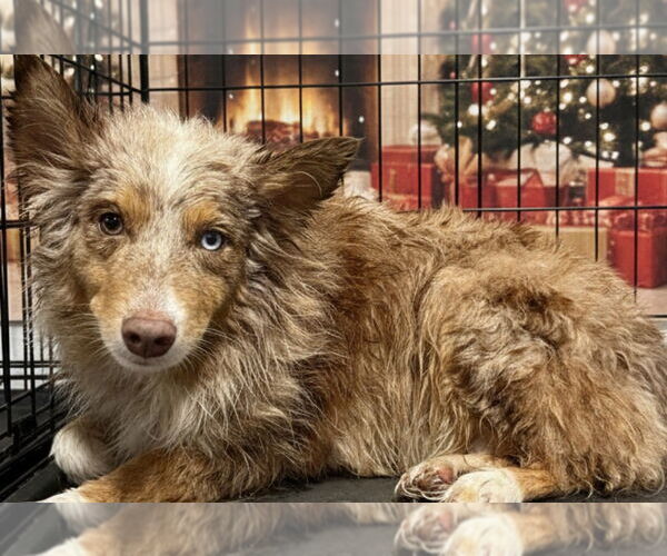 Medium Photo #1 Australian Shepherd Puppy For Sale in Valrico, FL, USA