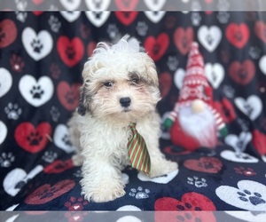Zuchon Puppy for sale in LAKELAND, FL, USA