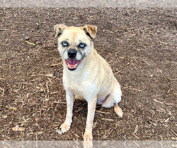 Medium Photo #2 Pugairn Puppy For Sale in Orange, CA, USA