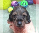 Small #2 Dachshund