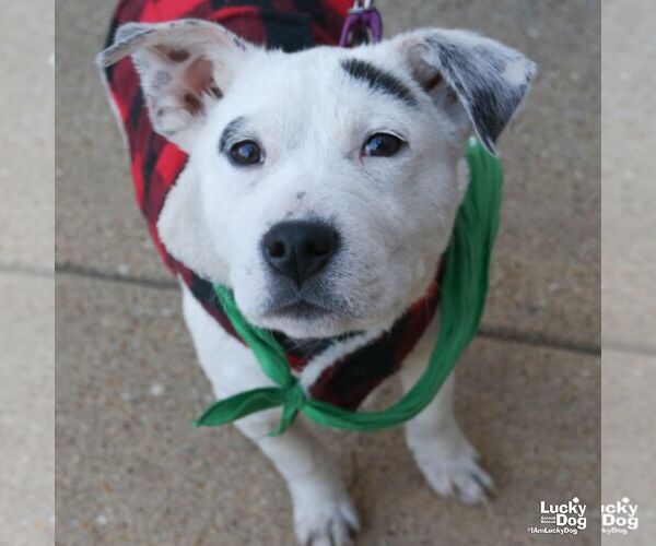 Medium Photo #2 Boxer-Unknown Mix Puppy For Sale in Washington, DC, USA