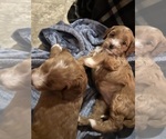 Puppy Puppy 2 Goldendoodle (Miniature)