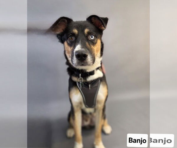 Medium Photo #3 Siberian Husky-Unknown Mix Puppy For Sale in Princeton, MN, USA