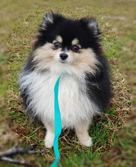 Pomeranian Puppy for sale in ORMOND BEACH, FL, USA