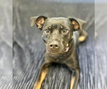 Small Photo #5 Mutt Puppy For Sale in Osgood, IN, USA
