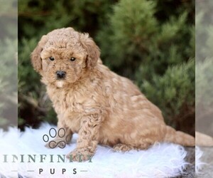 Goldendoodle (Miniature) Puppy for sale in KINZERS, PA, USA