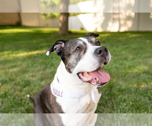 Doula - Female American Staffordshire Terrier-Unknown Mix Dog for Adoption - Photo #11
