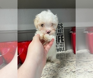 Morkie Puppy for sale in FORT WORTH, TX, USA