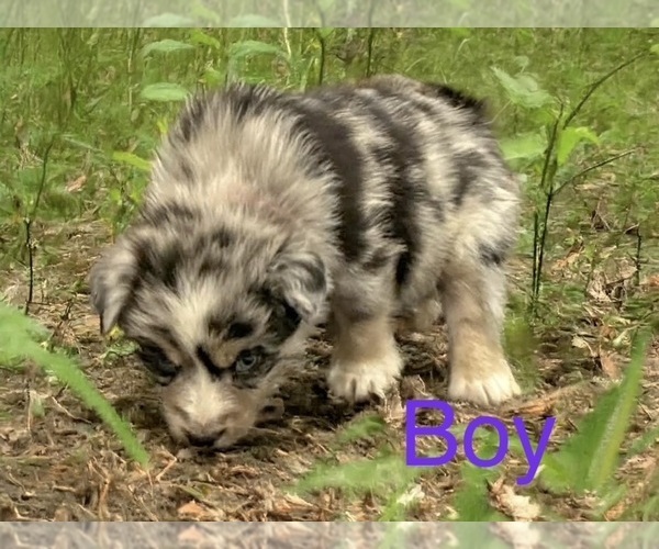 Medium Photo #9 Australian Shepherd Puppy For Sale in WILLIAMS, AZ, USA