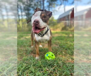 American Pit Bull Terrier-Unknown Mix Dogs for adoption in The Woodlands, TX, USA