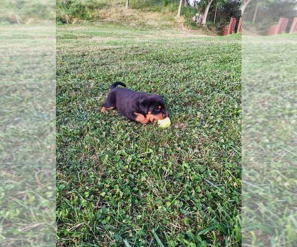 Medium Photo #1 Mutt Puppy For Sale in Odorheiu Secuiesc, Harghita, Romainia