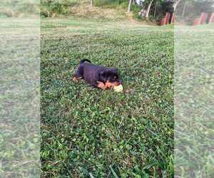 Mutt Puppy for sale in Odorheiu Secuiesc, Harghita, Romainia