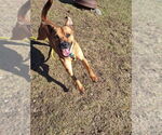 Small #5 American Pit Bull Terrier-Labrador Retriever Mix