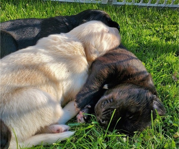Medium Photo #4 Goberian Puppy For Sale in BEAVER DAM, WI, USA