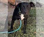 Small Photo #17 Labrador Retriever-Unknown Mix Puppy For Sale in Mount Laurel, NJ, USA
