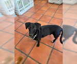 Small #4 Dachshund Mix