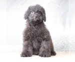 Small Photo #5 ShihPoo Puppy For Sale in MOUNT VERNON, OH, USA