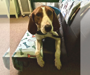 Treeing Walker Coonhound Dogs for adoption in Elmsford, NY, USA