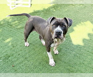 BODA - Male Mutt Dog for Adoption - Photo #3