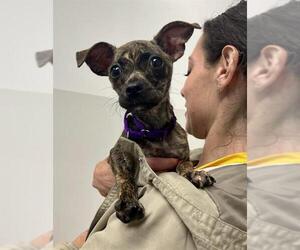 Chihuahua-Unknown Mix Dogs for adoption in San Francisco, CA, USA