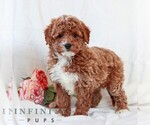 Small Cavapoo (Miniature)