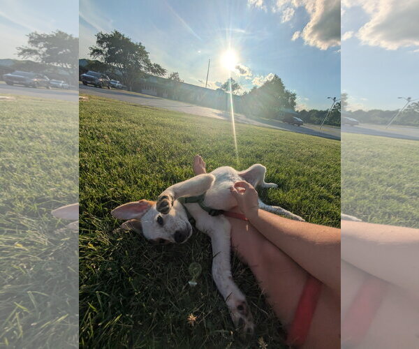 Medium Photo #3 Mutt Puppy For Sale in Garden City, NY, USA