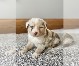 Australian Shepherd Puppy for sale in LODA, IL, USA