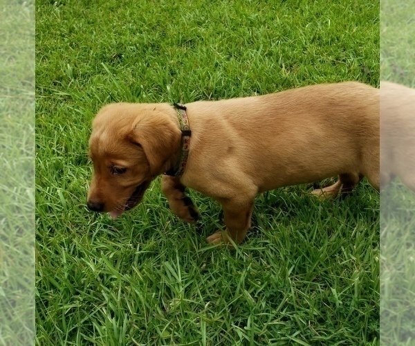 Medium Photo #5 Labrador Retriever Puppy For Sale in MACON, GA, USA