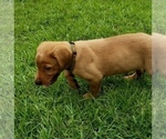 Small Photo #5 Labrador Retriever Puppy For Sale in MACON, GA, USA