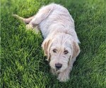 Puppy Rocky Labradoodle