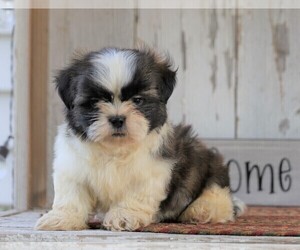 Shih Tzu Puppy for sale in FREDERICKSBG, OH, USA